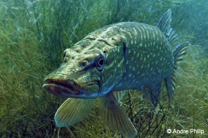 "Freshwater Barracuda" - Portrait of a Northern Pike in a... by Andre Philip 